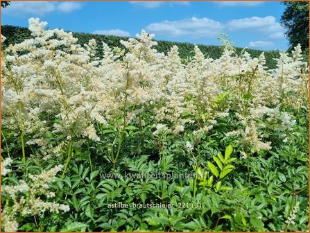 Astilbe &amp;#39;Brautschleier&amp;#39; | Pluimspirea, Spirea | Prachtspiere