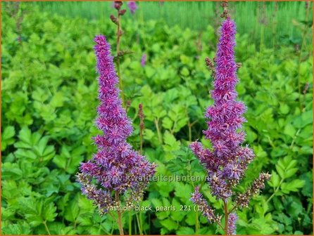 Astilbe chinensis &amp;#39;Black Pearls&amp;#39; | Pluimspirea, Spirea | Chinesische Prachtspiere