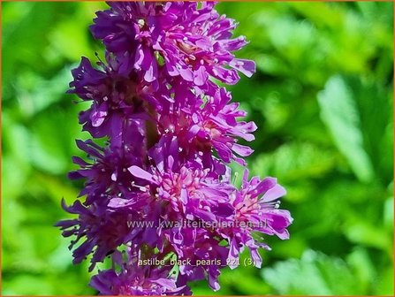 Astilbe chinensis &amp;#39;Black Pearls&amp;#39; | Pluimspirea, Spirea | Chinesische Prachtspiere