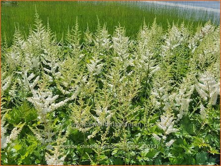 Astilbe chinensis &amp;#39;Vision in White&amp;#39; | Pluimspirea, Spirea | Chinesische Prachtspiere