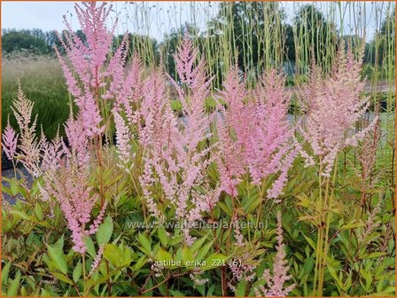 Astilbe &#039;Erika&#039; | Pluimspirea, Spirea | Prachtspiere