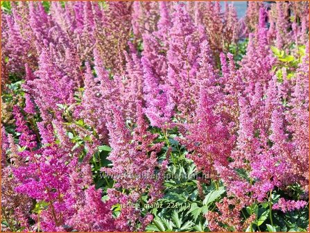 Astilbe &amp;#39;Mainz&amp;#39; | Pluimspirea, Spirea | Prachtspiere