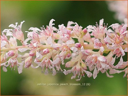 Astilbe &#039;Peach Blossom&#039; | Pluimspirea, Spirea | Prachtspiere