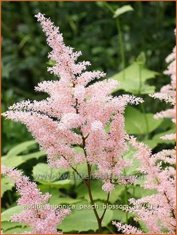 Astilbe &#039;Peach Blossom&#039; | Pluimspirea, Spirea | Prachtspiere