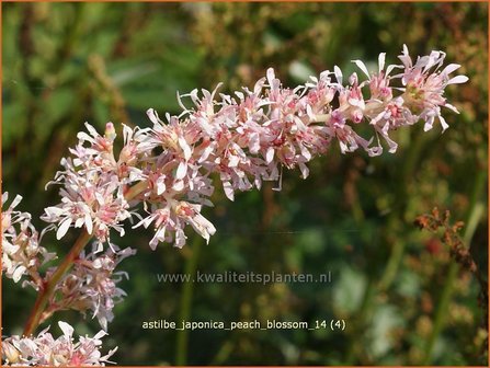 Astilbe &#039;Peach Blossom&#039; | Pluimspirea, Spirea | Prachtspiere