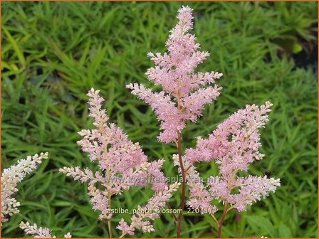 Astilbe &#039;Peach Blossom&#039; | Pluimspirea, Spirea | Prachtspiere