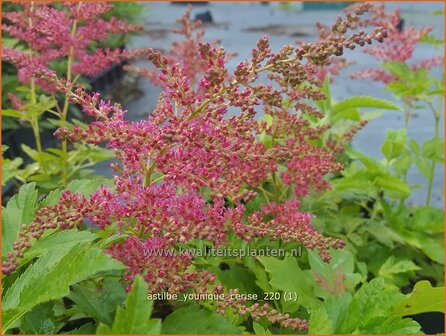 Astilbe &#039;Younique Cerise&#039; | Pluimspirea, Spirea | Prachtspiere
