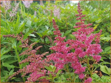 Astilbe &#039;Younique Cerise&#039; | Pluimspirea, Spirea | Prachtspiere