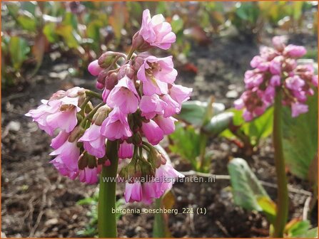 Bergenia &#039;Oeschberg&#039; | Schoenlappersplant, Olifantsoor | Bergenie | Elephant&#039;s Ears