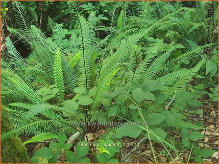 Blechnum spicant | Dubbelloof | Gew&ouml;hnlicher Rippenfarn