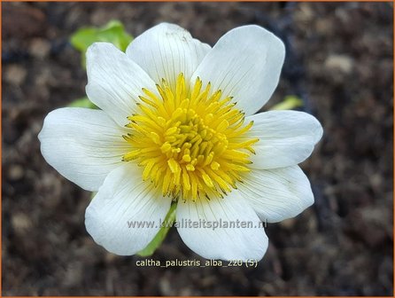 Caltha palustris &amp;#39;Alba&amp;#39; | Dotterbloem | Sumpf-Dotterblume