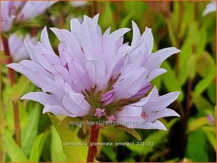 Campanula glomerata &amp;#39;Emerald&amp;#39; | Kluwenklokje, Kopcampanula, Klokjesbloem | Kn&auml;uel-Glockenblume