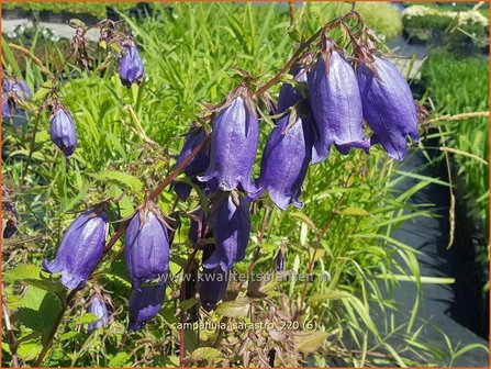 Campanula &#039;Sarastro&#039; | Klokjesbloem | Glockenblume