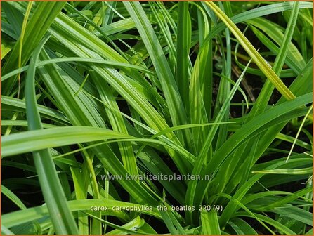 Carex caryophyllea &amp;#39;The Beatles&amp;#39; | Zegge | Fr&uuml;hlings-Segge
