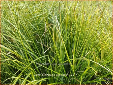 Carex oshimensis &amp;#39;Eversheen&amp;#39; | Zegge | Buntlaubige Segge