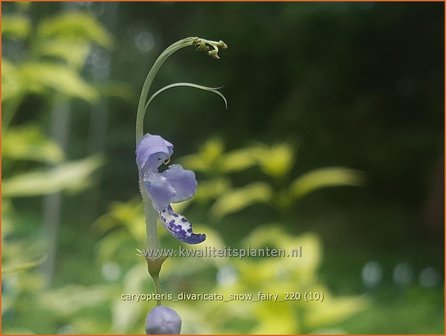 Caryopteris divaricata 'Snow Fairy' | Blauwe spirea, Blauwbaard, Baardbloem | Bartblume