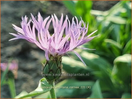 Centaurea montana &#039;Carnea&#039; | Bergkorenbloem, Bergcentaurie, Korenbloem, Centaurie | Berg-Flockenblume