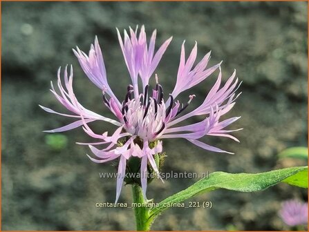 Centaurea montana &#039;Carnea&#039; | Bergkorenbloem, Bergcentaurie, Korenbloem, Centaurie | Berg-Flockenblume