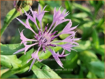 Centaurea montana &#039;Carnea&#039; | Bergkorenbloem, Bergcentaurie, Korenbloem, Centaurie | Berg-Flockenblume