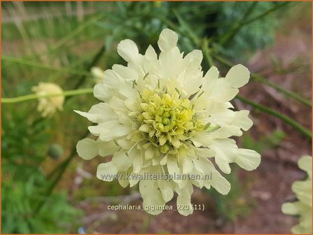 Cephalaria gigantea | Reuzenscabiosa, Schoepkruid | Gro&szlig;er Schuppenkopf