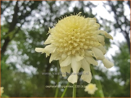 Cephalaria gigantea | Reuzenscabiosa, Schoepkruid, Plathoofd, Gele scabiosa | Gro&szlig;er Schuppenkopf | Giant Yellow Scabious