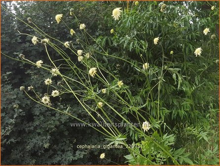 Cephalaria gigantea | Reuzenscabiosa, Schoepkruid, Plathoofd, Gele scabiosa | Gro&szlig;er Schuppenkopf | Giant Yellow Scabious