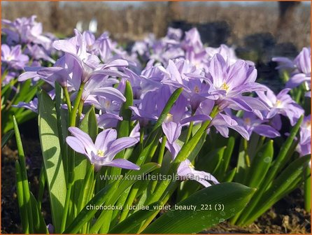 Chionodoxa luciliae &#39;Violet Beauty&#39; | Sneeuwroem | Großer Schneeglanz