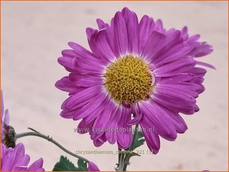 Chrysanthemum &amp;#39;Corinna&amp;#39; | Tuinchrysant, Chrysant | Herbstchrysantheme