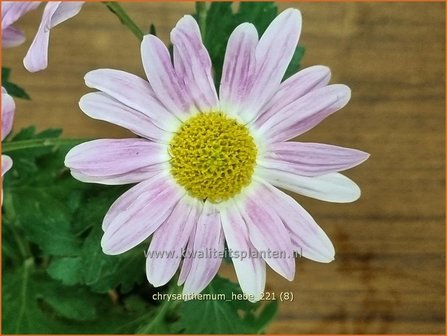 Chrysanthemum &amp;#39;Hebe&amp;#39; | Tuinchrysant, Chrysant | Herbstchrysantheme