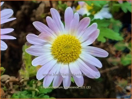 Chrysanthemum &amp;#39;L&amp;#39;Innocence&amp;#39; | Tuinchrysant, Chrysant | Herbstchrysantheme