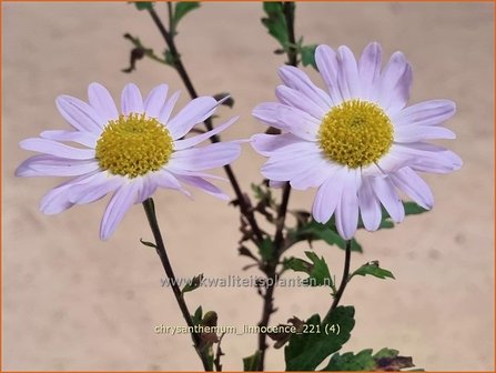 Chrysanthemum &amp;#39;L&amp;#39;Innocence&amp;#39; | Tuinchrysant, Chrysant | Herbstchrysantheme