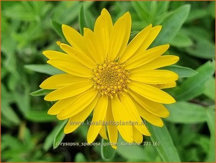 Chrysopsis speciosa &amp;#39;Golden Sunshine&amp;#39; | Goudaster | Zottiges Goldauge