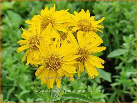 Chrysopsis speciosa &amp;#39;Golden Sunshine&amp;#39; | Goudaster | Zottiges Goldauge