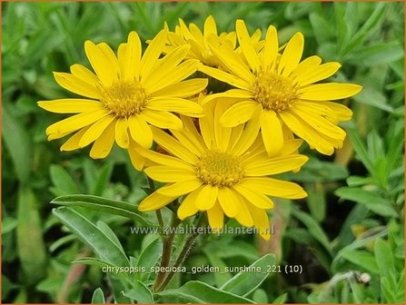 Chrysopsis speciosa &amp;#39;Golden Sunshine&amp;#39; | Goudaster | Zottiges Goldauge