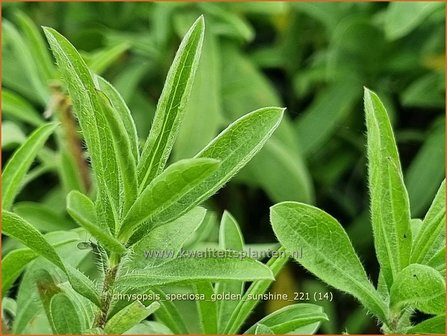 Chrysopsis speciosa &amp;#39;Golden Sunshine&amp;#39; | Goudaster | Zottiges Goldauge