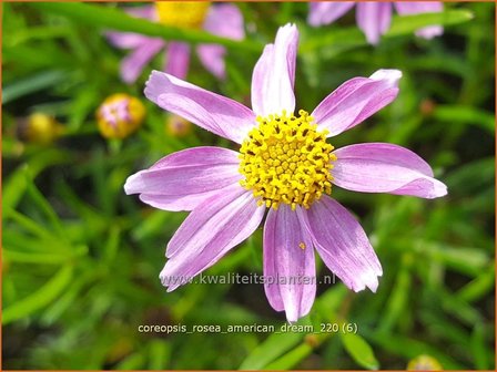 Coreopsis rosea &amp;#39;American Dream&amp;#39; | Meisjesogen | Rosabl&uuml;hendes M&auml;dchenauge