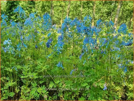 Corydalis &amp;#39;Craigton Blue&amp;#39; | Helmbloem | Lerchensporn