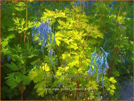 Corydalis elata &amp;#39;Golden Spinners&amp;#39; | Helmbloem | Hoher Lerchensporn