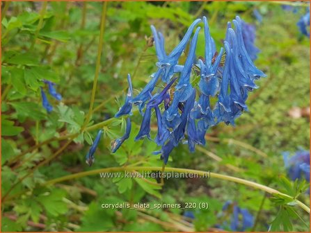 Corydalis elata &amp;#39;Spinners&amp;#39; | Helmbloem | Hoher Lerchensporn