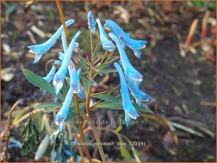 Corydalis &amp;#39;Porcelain Blue&amp;#39; | Helmbloem | Lerchensporn