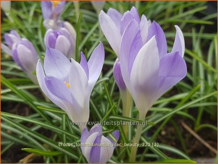 Crocus tommasinianus &#039;Lilac Beauty&#039; | Boerenkrokus, Krokus | Kleinbl&uuml;tiger Krokus