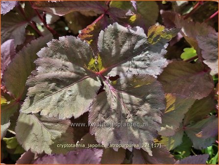 Cryptotaenia japonica &amp;#39;Atropurpurea&amp;#39; | Japanse peterselie | Japan Petersilie