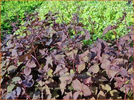 Cryptotaenia japonica &amp;#39;Atropurpurea&amp;#39; | Japanse peterselie | Japan Petersilie