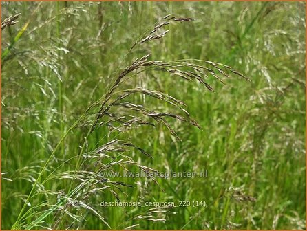 Deschampsia cespitosa | Ruwe smele, Smele | Waldschmiele