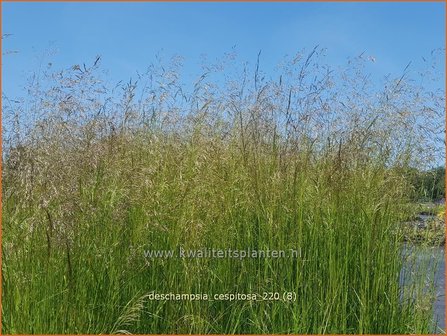 Deschampsia cespitosa | Ruwe smele, Smele | Waldschmiele