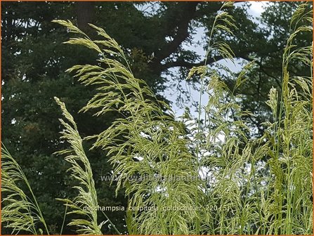 Deschampsia cespitosa &amp;#39;Goldschleier&amp;#39; | Ruwe smele, Smele | Waldschmiele