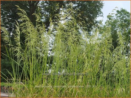 Deschampsia cespitosa &amp;#39;Goldschleier&amp;#39; | Ruwe smele, Smele | Waldschmiele