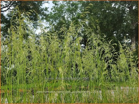 Deschampsia cespitosa &amp;#39;Goldschleier&amp;#39; | Ruwe smele, Smele | Waldschmiele