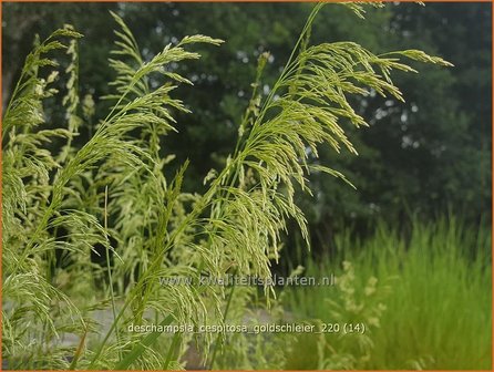 Deschampsia cespitosa &amp;#39;Goldschleier&amp;#39; | Ruwe smele, Smele | Waldschmiele