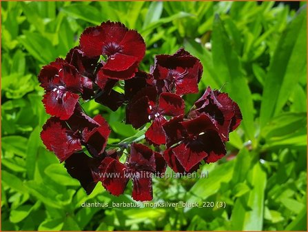 Dianthus barbatus &amp;#39;Monksilver Black&amp;#39; | Duizendschoon, Anjer | Bartnelke